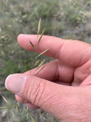 Festuca idahoensis