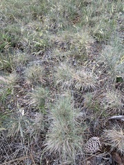 Festuca idahoensis