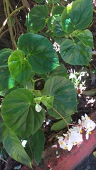 Begoniaceae