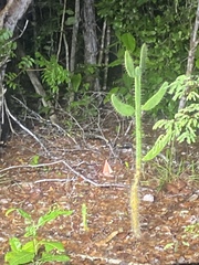 Consolea corallicola