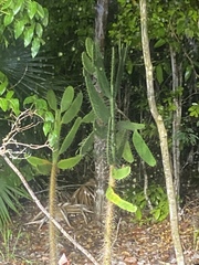 Consolea corallicola