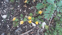 Abutilon wrightii