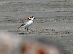 Charadrius peronii