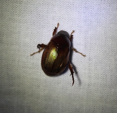 Callistethus marginatus