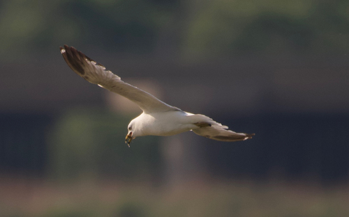 Ring-billed Gull photographed in California