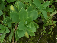 Hylotelephium telephioides