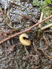 Pterygota
