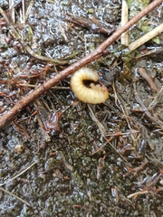 Pterygota