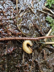 Pterygota