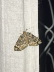 Ecliptopera silaceata