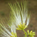 Chinese Albizia - Photo (c) 曾云保, some rights reserved (CC BY-NC), uploaded by 曾云保