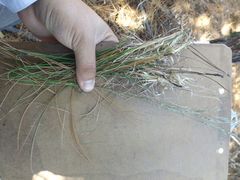 Muhlenbergia montana
