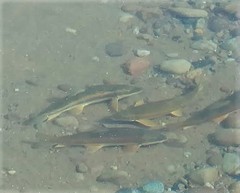 Catostomus catostomus
