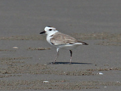 Charadrius dealbatus