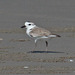 White-faced Plover - Photo (c) upupamartin, some rights reserved (CC BY-NC-ND), uploaded by upupamartin