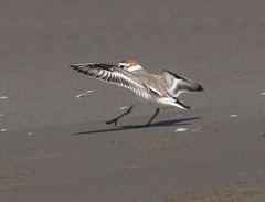 Charadrius dealbatus