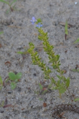 Veronica dillenii