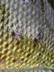 Lernaeidae