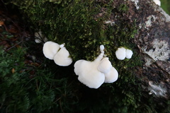 Gloeoporus phlebophorus