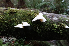 Gloeoporus phlebophorus