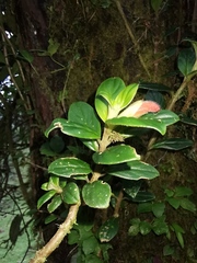 Columnea magnifica