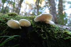 Gloeoporus phlebophorus