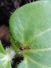 Nylanderia
