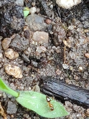 Nylanderia