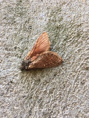 Oxycanus
