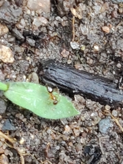 Nylanderia