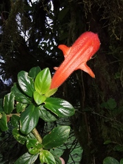 Columnea magnifica