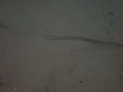 Hemitrygon fluviorum