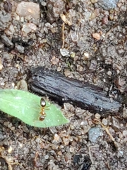 Nylanderia