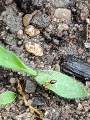 Nylanderia