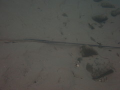 Hemitrygon fluviorum