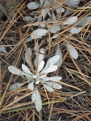 Packera candidissima