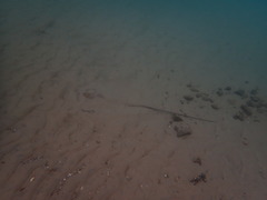 Hemitrygon fluviorum