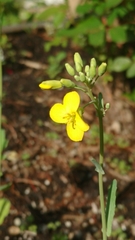 Brassica oleracea viridis