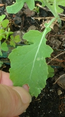 Brassica oleracea viridis