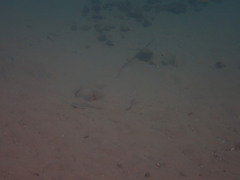 Hemitrygon fluviorum