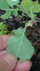 Brassica oleracea viridis