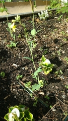 Brassica oleracea viridis