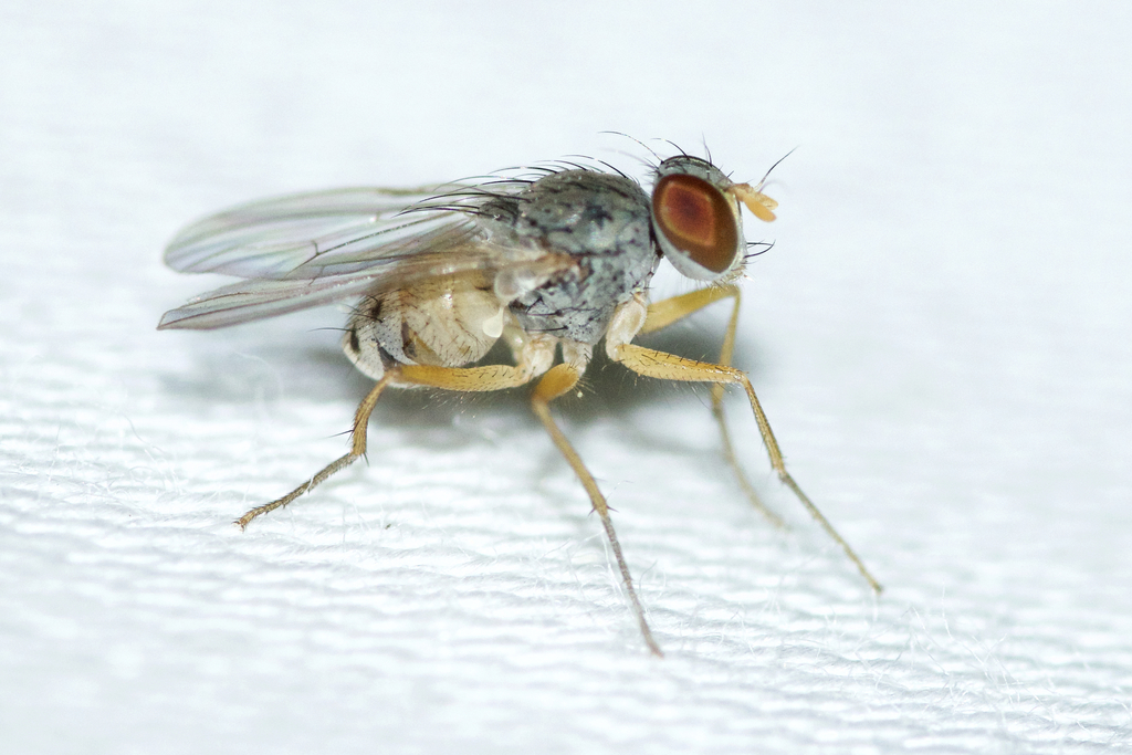 Neodexiopsis calopyga