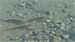 Catostomus catostomus