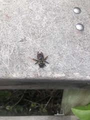 Xylocopa virginica krombeini