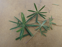 Lupinus montanus