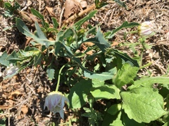 Aphanostephus ramosissimus