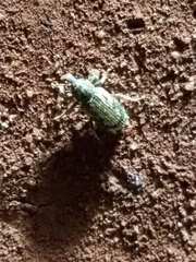 Listroderes apicalis