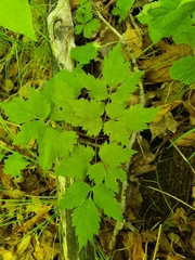 Actaea pachypoda