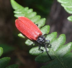 Macrolygistopterus rubripennis